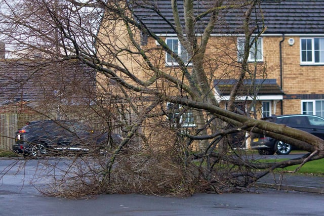 A fallen tree at the top of Reed Street. Picture: Patrick Liddell.