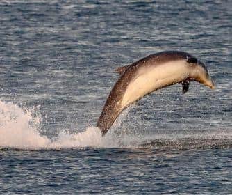 The dolphins then headed to Redcar./Photo: Donald Lang