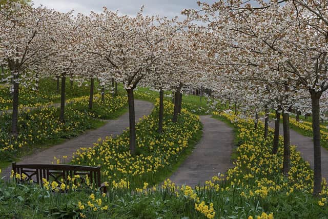 The Alnwick Garden has the largest  Tai Haku orchard in the world