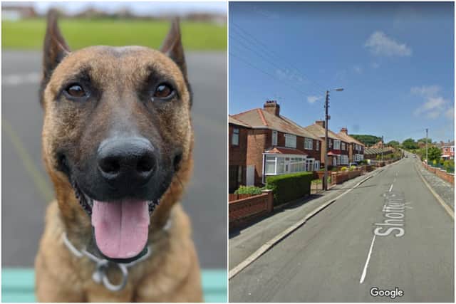 Cleveland Police dog Harley caught banned driver Harlea Murray from Hartlepool after driving his grandmother's car dangerously to Horden.