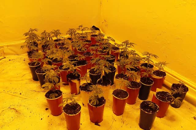 Some of the cannabis plants found inside the house in Stephen Street, Hartlepool.