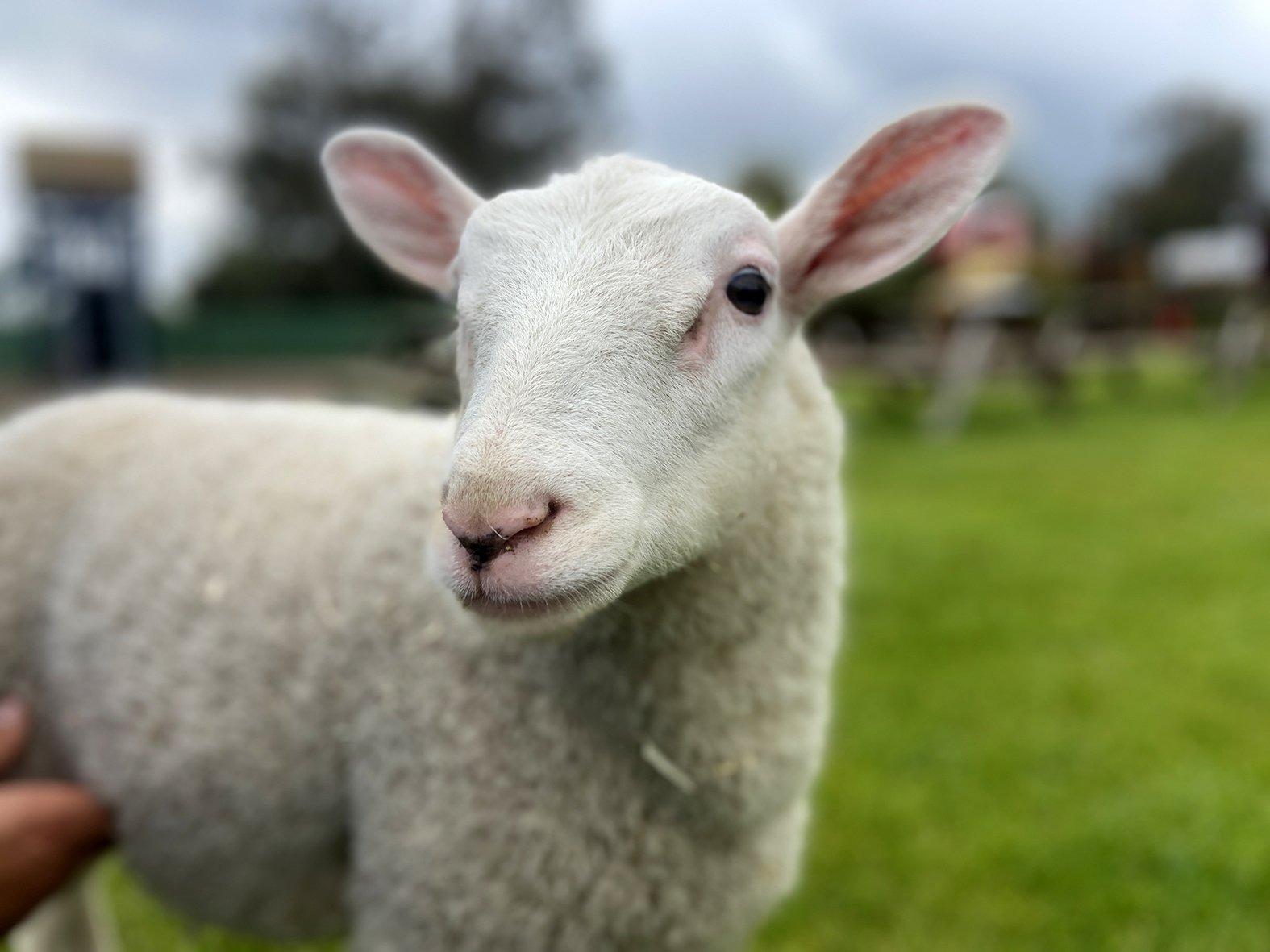 See Shaun the Psychic Sheep predict the outcome of England's Euro 2024 ...