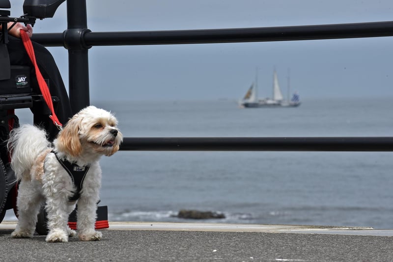A dog watching on during the Parade of Sail taking place.