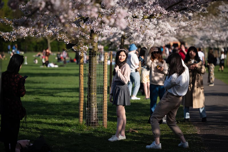 People pose for photographs beneath the blossom in Battersea Park on March 30, 2021. Despite todays temperature heading towards 24 degrees, next week is set to include a cold snap with frost and snow predicted. (Photo by Leon Neal/Getty Images)