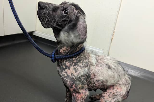 Cocker spaniel Skye was left to suffer with a chronic skin condition for months. Photo: RSPCA