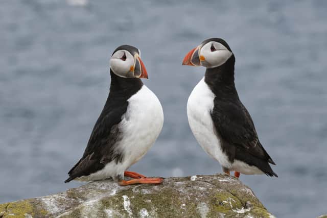 A pair of puffins on the Farne Islands, cared for by the National Trust. Credit Nick Upton & National Trust