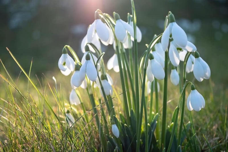 Winner: The first sign of spring is always the Snowdrops peeking through. Taken by Anna Reilly.