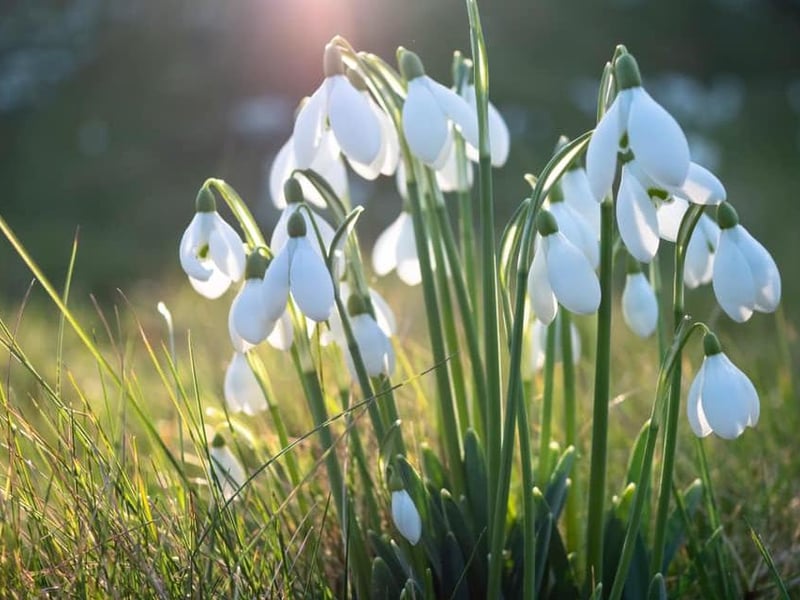Winner: The first sign of spring is always the Snowdrops peeking through. Taken by Anna Reilly.