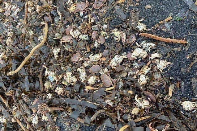 Dead crabs washed up along the North-East coast in 2021.