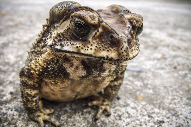 Historian Graeme Harper has shared the story of the toad which was found entombed in a rock in Hartlepool. Picture: Canva.