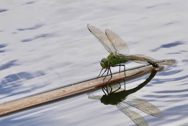 Ten different dragonfly species have been recorded at RSPB Saltholme. Pictured: Emperor dragonfly./Photo: Richard Chandler
