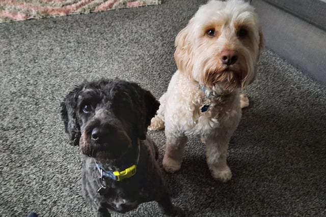 Buddy and Barney waiting for a fuss after their fresh cut!