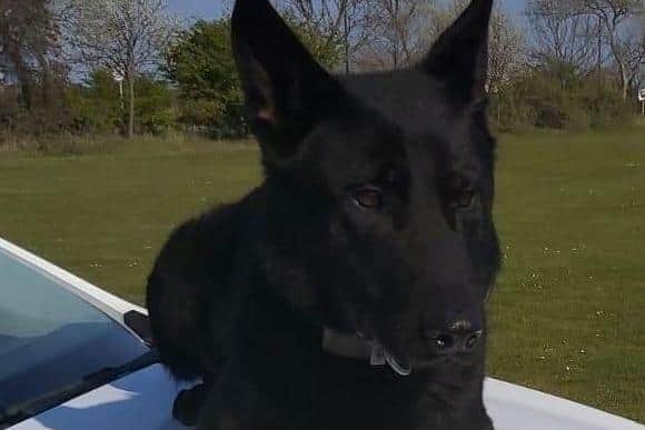 Police dog Rocky helped officers locate the man inside the property.
