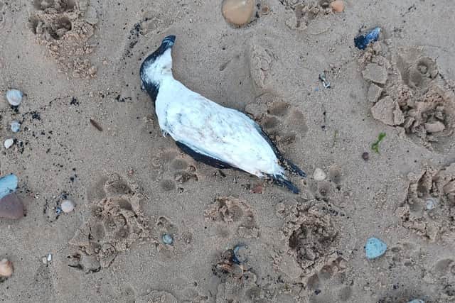 Resident Geoff Lilley has said he spotted over 20 dead birds on the coast at Seaton over the past five days./Photo: Geoff Lilley