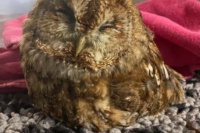 The rescued East Durham owl.