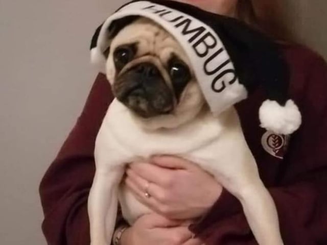 Holly is ready for the Christmas season in her Santa Paws hat.