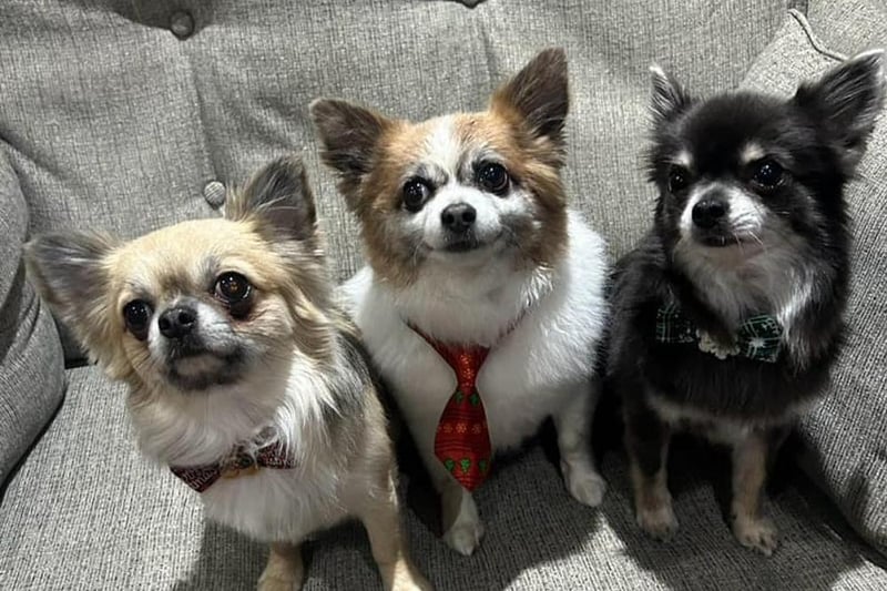 Rocco, Hugo and Pedro are ready for Santa Claus.
