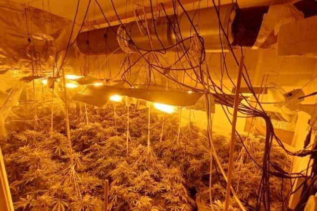 A Cleveland Police picture of the cannabis farm discovered at a Hartlepool address on March 20.