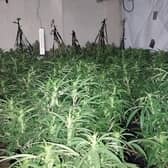A police picture of cannabis seized during a raid at a property in Stockton Road, Hartlepool.