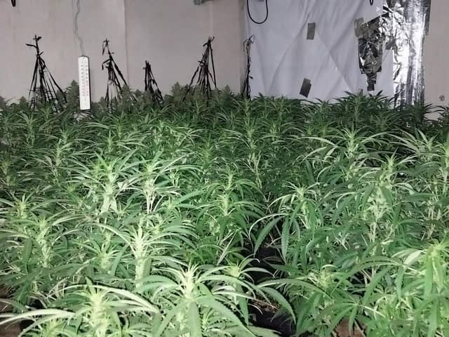 A police picture of cannabis seized during a raid at a property in Stockton Road, Hartlepool.