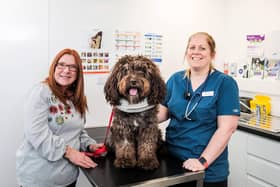 Feeling better: Rolo with his owner Joanne Ogden (left) and Sarah Crawford, of Clifton Lodge Vets, who saved his life.