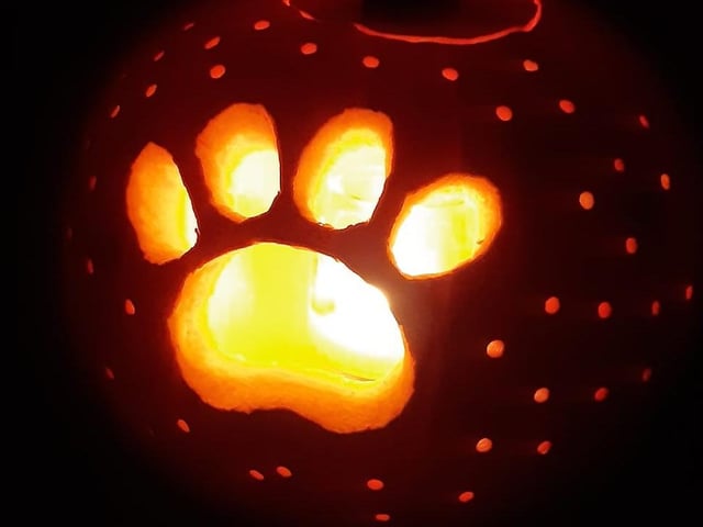 A tribute to our four-legged friends in pumpkin. Celebrating National Pumpkin Day and Halloween with Laura Thompson.