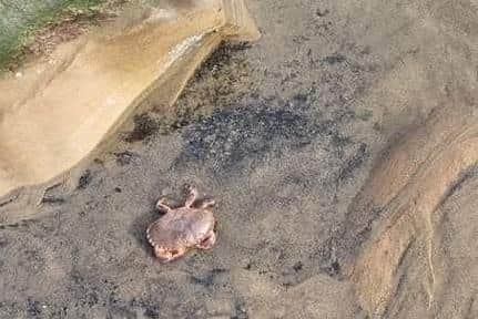 A picture of a dead crab supplied by Mail reader Carl Clyne.