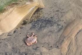 A picture of a dead crab supplied by Mail reader Carl Clyne.