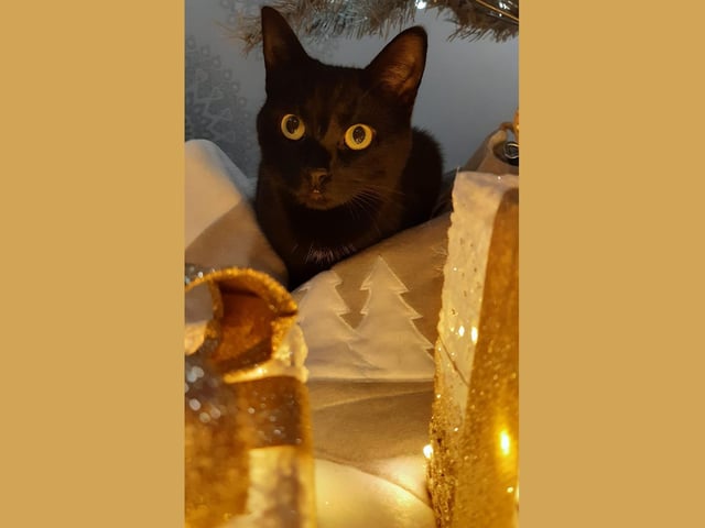 Black cat Minnie knows her company is the best present her humans could wish for this Christmas.