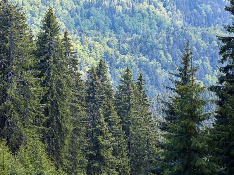 Near the Borders town of Galashiels, beautiful Thornielee Forest is also close the River Tweed and Melrose Abbey, making for a perfect day out.