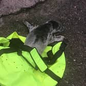 Two seal rescues took place in Hartlepool in recent days./Photo: RSPCA