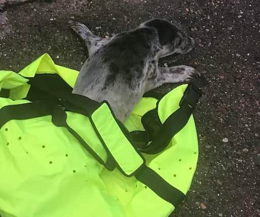 Two seal rescues took place in Hartlepool in recent days./Photo: RSPCA