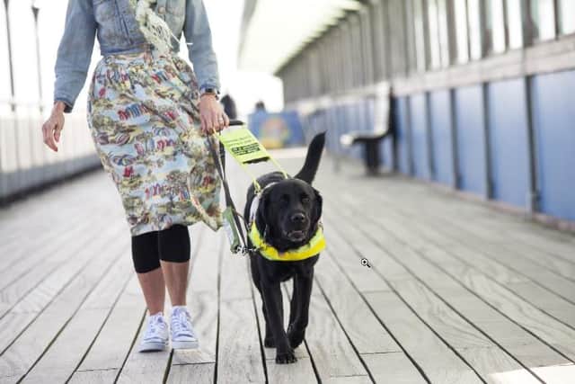 A Guide dog attacked in 'distressing' incident near to Hartlepool church. (stock photo)