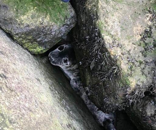 The seal was stuck between the rocks./Photo: RSPCA