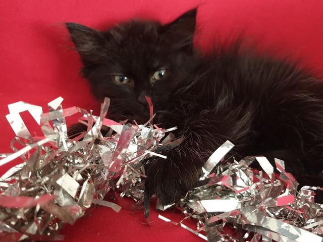 Dare to lay a finger on Lucifer's tinsel at your own risk ...
