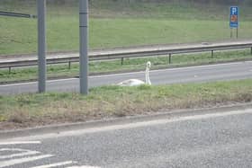 The swan was spotted in the central reservation of the A19