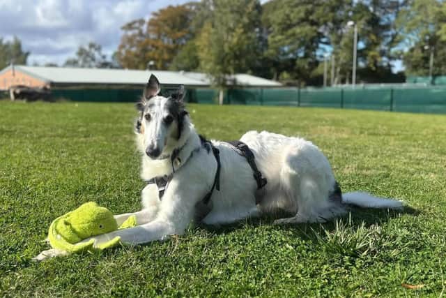 Anya the Borzoi will shortly be rehomed.
