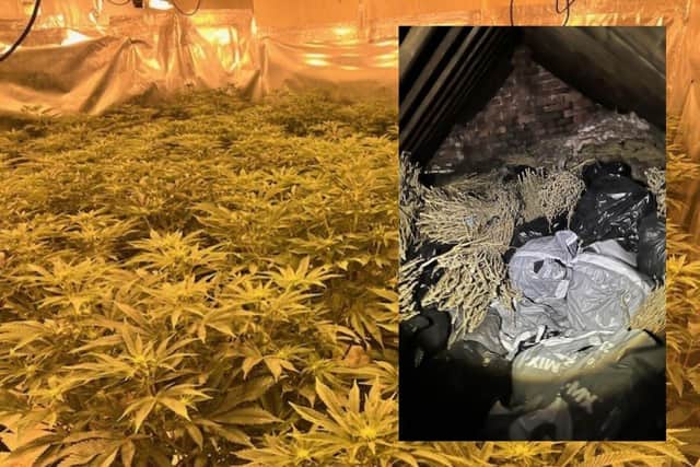Cannabis plants discovered at an address in York Road, Hartlepool. (Photos: Cleveland Police)