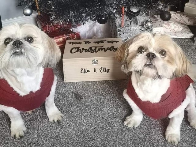 Annie and Mr Chicco wearing their festive red and white jumpers.