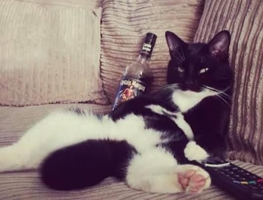 Matt Hopkins Moomoo shared this photo of a chilled out Alan.
