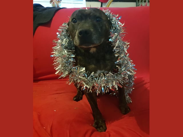 Samson is bringing the sparkle to his family's festivities. Looking good, Samson!