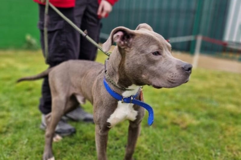 Ozzy is a six-year-old medium-sized male Staffordshire bull terrier.