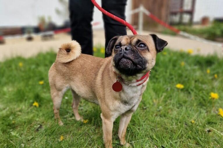 Nugget is a 21-month-old small male pug cross dog.