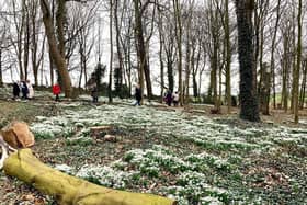 Visitors walking through the snowdrops on Sunday afternoon. Photo courtesy of Linda Kendrick.