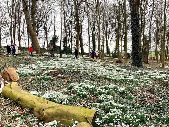 Visitors walking through the snowdrops on Sunday afternoon. Photo courtesy of Linda Kendrick.