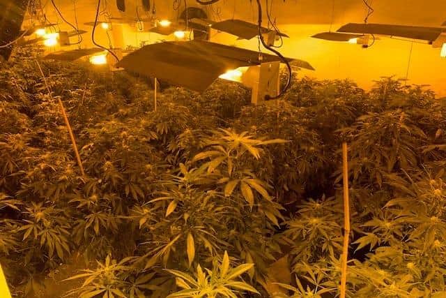 A Peterlee Police picture of the drugs farm seized in Wheatley Hill.