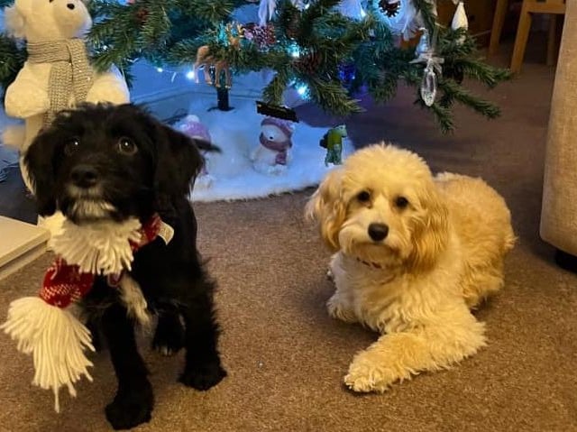 Maggie and Lola get cosy beside the Christmas tree.