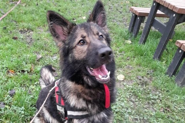 German Shepherd Raven is two years old. She is neutered, but can't live with children, cats or other dogs.