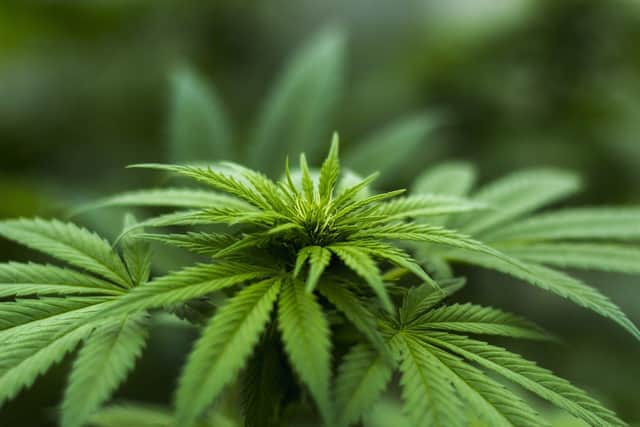 The Hartlepool address had almost 200 cannabis plants. Picture: Pixabay