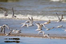 The terns are expected to return between April and May next year./Photo: Amanda Bell